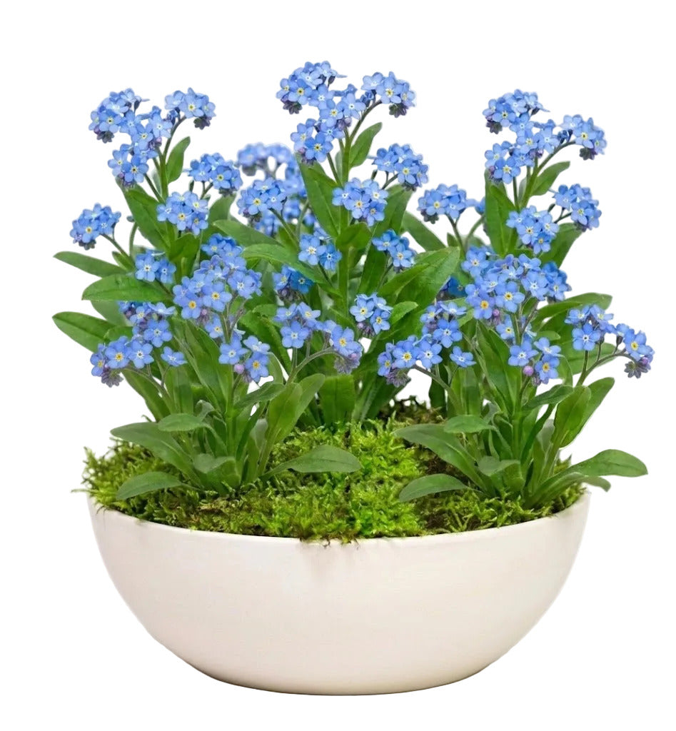 Forget-Me-Not Plant in Ceramic Bowl Pot  Charming Floral Gift with Elegant  Planter  Flowers Box London