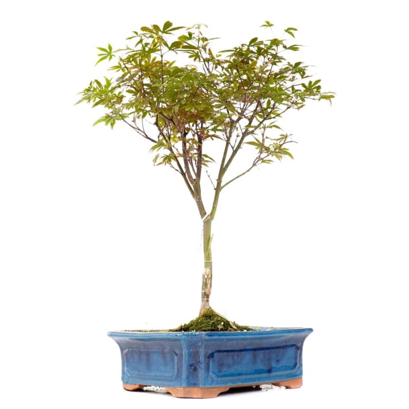 Acer Palmatum Beni Maiko Bonsai – Elegant Japanese Maple Delivery to London  & UK