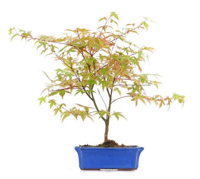 Acer Palmatum Beni Maiko Bonsai – Elegant Japanese Maple Delivery to London  & UK