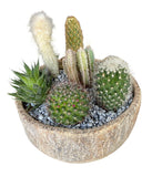 Assorted Cactus in Ceramic Bowl - Flowers Box London