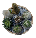 Assorted Cactus in Ceramic Bowl - Flowers Box London