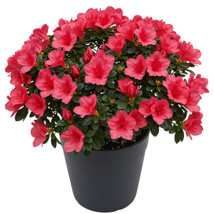 Azalea Plant Ceramic Pot - Flowers Box London