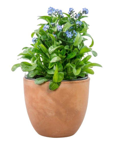 Blue Forget-Me-Not Plant in Pot