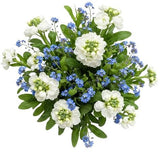 Blue Forget Me Not with Fragrant Stocks Bouquet - Flowers Box London