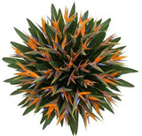 Bouquet of Luxury Birds of Paradise Flowers - Flowers Box London