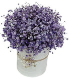 Box Of Deep Purple Gypsophila - Flowers Box London