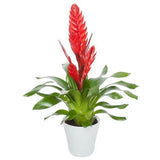 Bromelia in Ceramic Pot - Flowers Box London