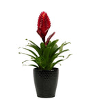 Bromelia in Ceramic Pot - Flowers Box London