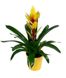 Bromelia in Ceramic Pot - Flowers Box London