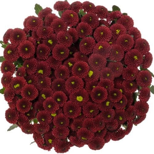 A Bouquet of Santini Chrysanthemums from Pink to Burgundy