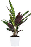 Calathea Lancifolia in Pot - Flowers Box London