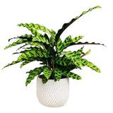 Calathea Lancifolia in Pot - Flowers Box London