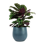 Calathea Roseopicta Medallion in Pot - Flowers Box London