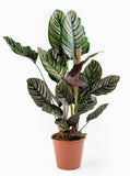 Calathea Sanderina in Pot - Flowers Box London