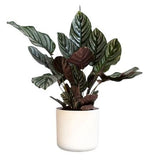 Calathea Sanderina in Pot - Flowers Box London