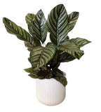 Calathea Sanderina in Pot - Flowers Box London