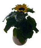 Ceramic Pot of Beautiful Sunflowers - Flowers Box London