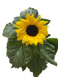 Ceramic Pot of Beautiful Sunflowers - Flowers Box London