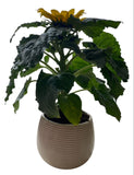 Ceramic Pot of Beautiful Sunflowers - Flowers Box London