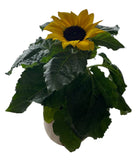 Ceramic Pot of Beautiful Sunflowers - Flowers Box London
