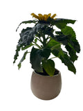 Ceramic Pot of Beautiful Sunflowers - Flowers Box London