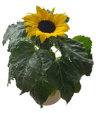 Ceramic Pot of Beautiful Sunflowers - Flowers Box London