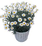 Charming Argyrathemum (Marguerite Daisy) in Basket - Flowers Box London