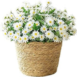 Charming Argyrathemum (Marguerite Daisy) in Basket - Flowers Box London