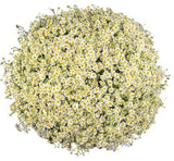 Cheerful Tanacetum Bouquet - Flowers Box London