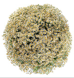 Cheerful Tanacetum Bouquet - Flowers Box London