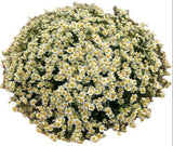 Cheerful Tanacetum Bouquet - Flowers Box London