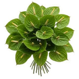 Classic Anthurium Bouquet - Flowers Box London