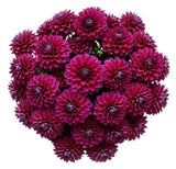 Classic Cerise Dahlia Bouquet - Flowers Box London
