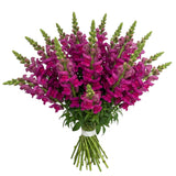 Classic Cerise Snapdragon Bouquet - Flowers Box London