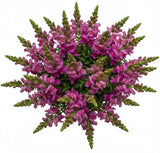 Classic Cerise Snapdragon Bouquet - Flowers Box London