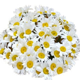 Classic Daisies Bouquet - Flowers Box London