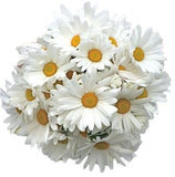 Classic Daisies Bouquet - Flowers Box London