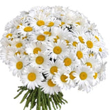 Classic Daisies Bouquet - Flowers Box London