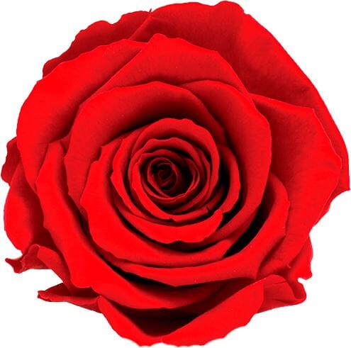 Infinity Roses Classic Square Box - Rose Head Ø 5cm Infinity Roses Classic Square Box - Rose Head Ø 5cm