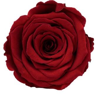 Infinity Roses Classic Square Box - Rose Head Ø 5cm Infinity Roses Classic Square Box - Rose Head Ø 5cm