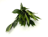 Cocculus Laurifolius - Stunning Evergreen Plant for Home Decor - Flowers Box London