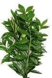 Cocculus Laurifolius - Stunning Evergreen Plant for Home Decor - Flowers Box London