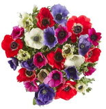 Colored Anemones Bouquet