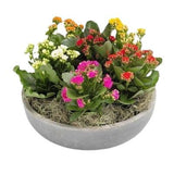 Colored Mini Kalandiva Ceramic Pot - Flowers Box London