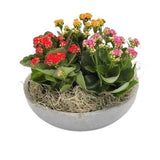 Colored Mini Kalandiva Ceramic Pot - Flowers Box London