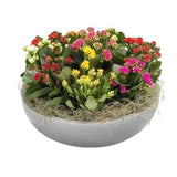 Colored Mini Kalandiva Ceramic Pot - Flowers Box London