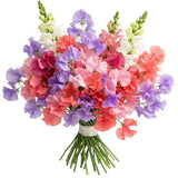 Colourful Sweet Pea with Snapdragon Bouquet - Flowers Box London