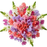 Colourful Sweet Pea with Snapdragon Bouquet - Flowers Box London