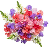 Colourful Sweet Pea with Snapdragon Bouquet - Flowers Box London