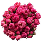 Coral Peonies Bouquet